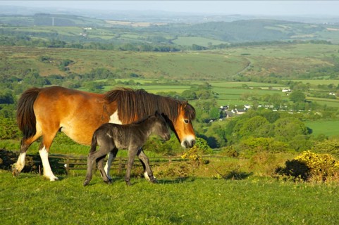 Dartmoor Pony