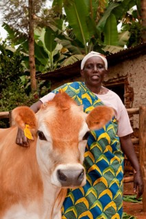 Lady with Jersey cow given to her by the charity Rwanda