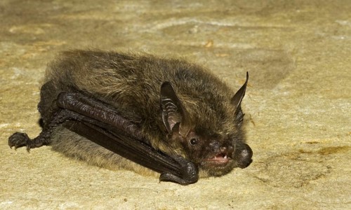 Myotis brandti