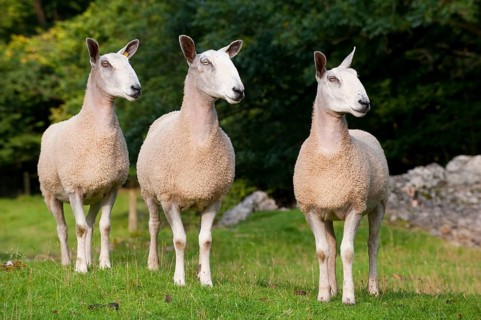 Domestic Sheep