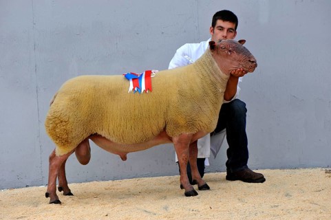 Domestic Sheep
