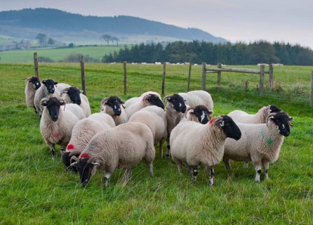 Domestic sheep