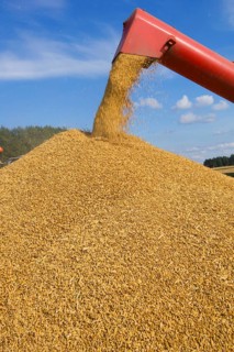 Common oat