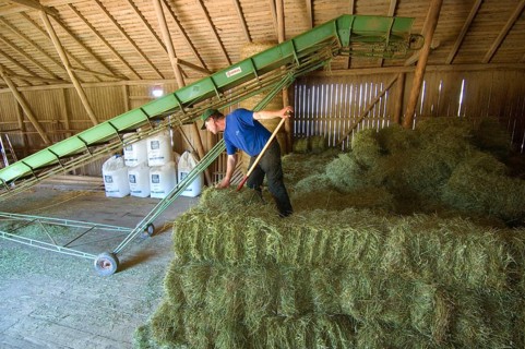 Farmer stacking small bales next to the lift in the barn