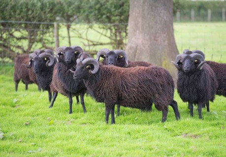 Domestic Sheep
