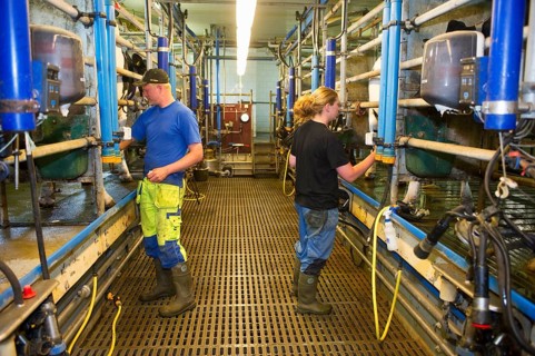 Dairy farmers working in the milking parlour