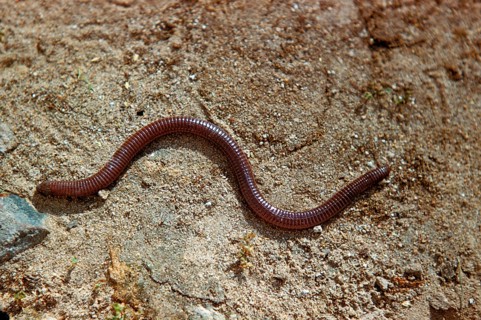 Iberian worm lizard