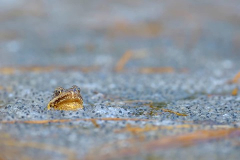 Grass Frog