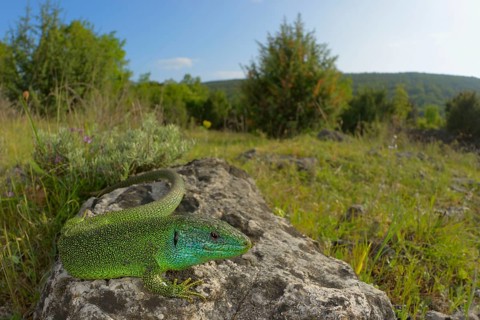 Balkan Green Lizard