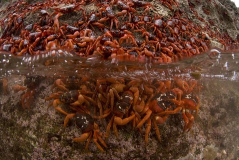 Christmas island red crab