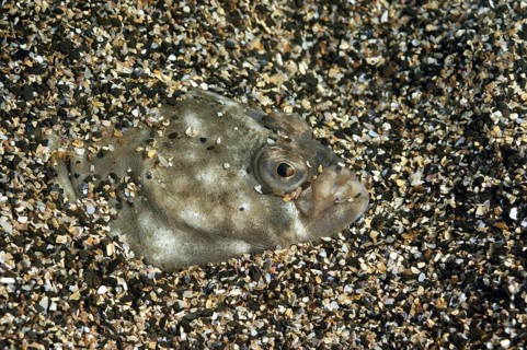 European european plaice