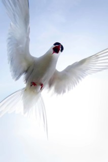 Arctic terns