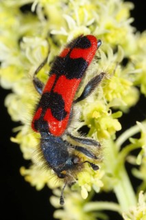 Checkered beetle