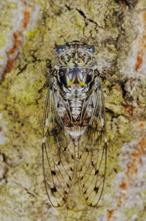 Cicada