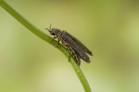 Common Glow-worm