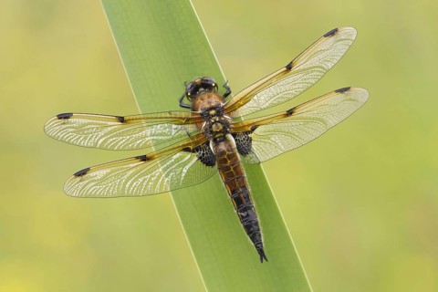 Four-spotted Chaser