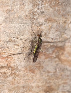 Waterfall fly