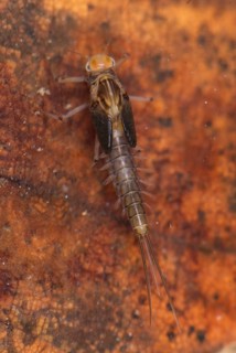 Larva of the minnow mayfly