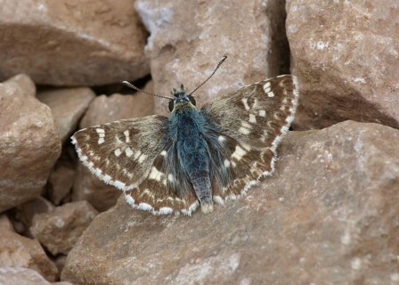 Skipper butterfly