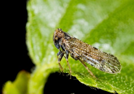 Furry Glass-winged Cicada