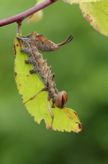 Lobster Moth