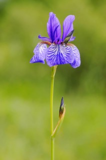Siberian Iris