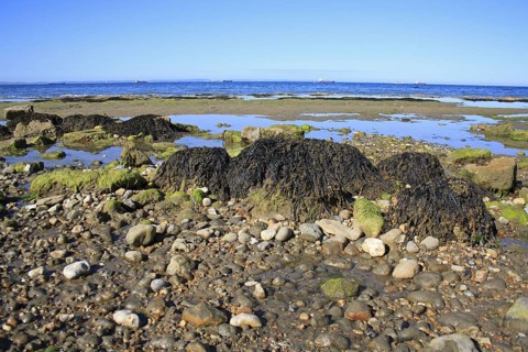 Bladder wrack