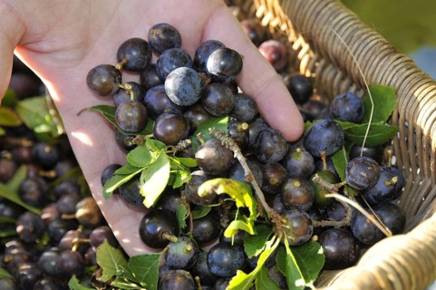 Blackthorn