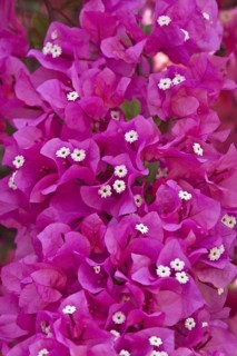 Triple flower