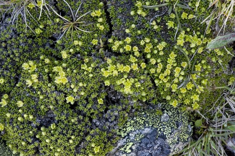 Mossy Cyphel