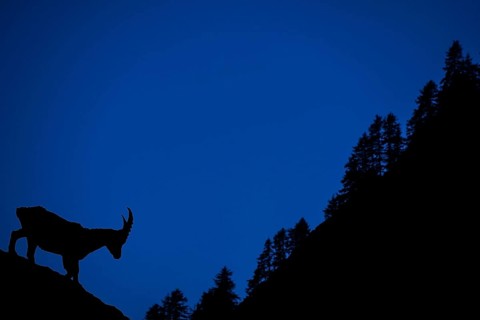 Alpine ibex
