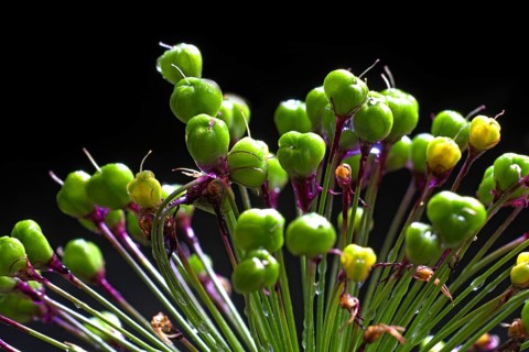 Globe leek