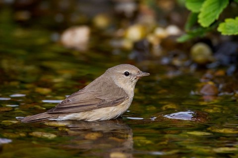 Garden warbler