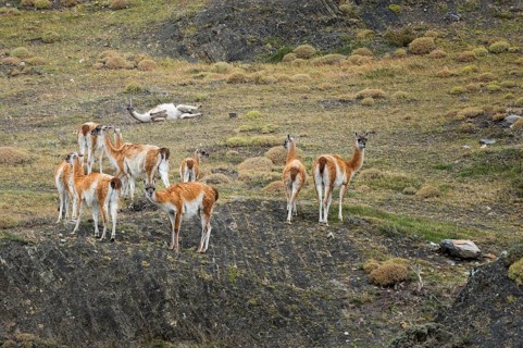 Group of guanacos