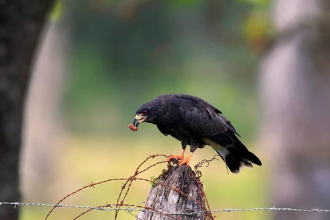 Snail kite