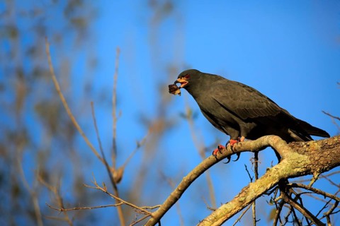Snail kite
