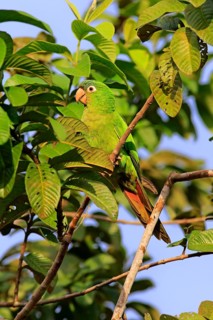Sharp-tailed Parakeet