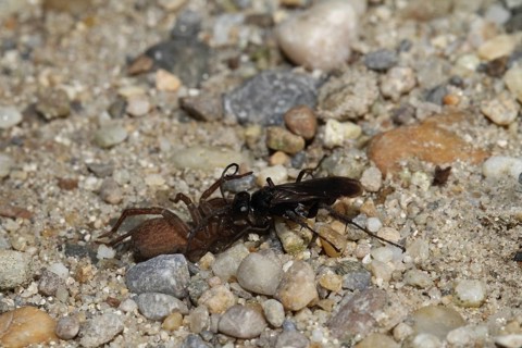 Toenail wasp