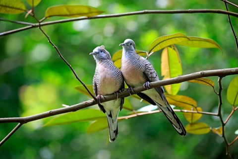 Zebra Dove