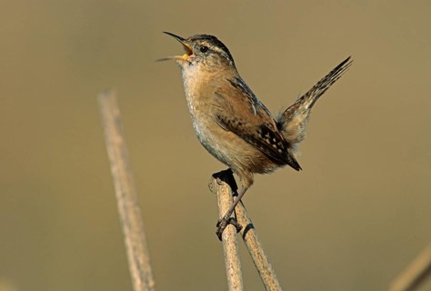 Marsh Wren