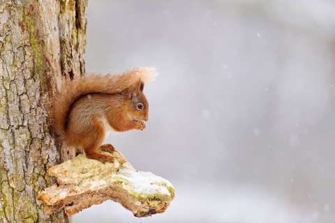Eurasian red eurasian red squirrel
