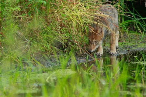 Grey gray wolf