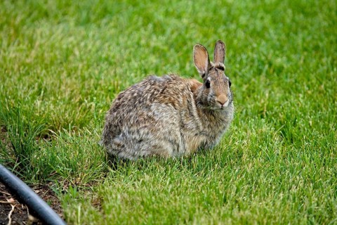 Mountain cottontail