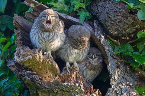 Little Owl