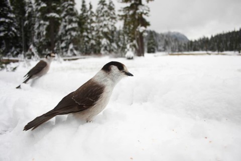 Grey Jay