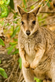 Brush-tailed Rock Kangaroo
