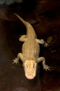 American american alligator