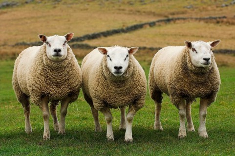 Domestic Sheep