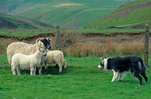 Sheep farming