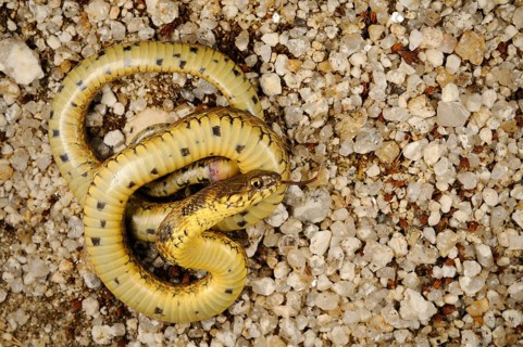 Viperine Snake